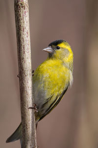 Close-up of bird perching on branch