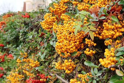 Close-up of yellow flowering plants