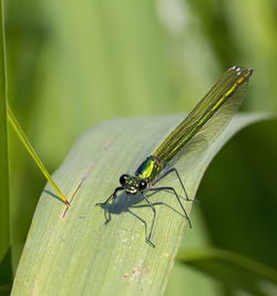 Close-up of insect on leaf