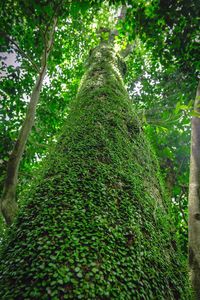 Low angle view of bamboo trees in forest