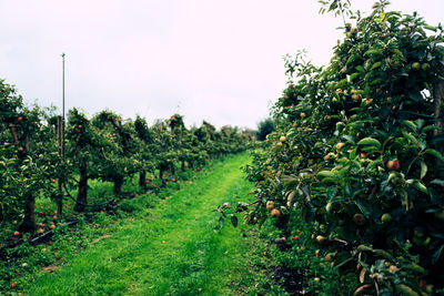 Apple trees growing on field against sky