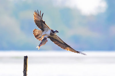 Low angle view of bird flying against sky