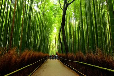 Footpath amidst trees in forest