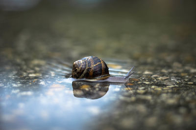 Close-up of snail on wet rock