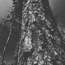 Low angle view of tree against sky