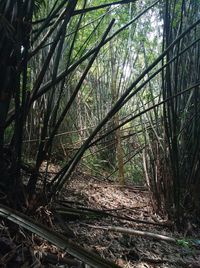 Trees growing in forest