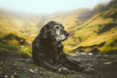 Close-up of dog relaxing outdoors