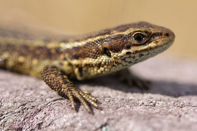 Close-up of lizard sunbathing on path