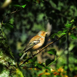 Bird perching on a branch