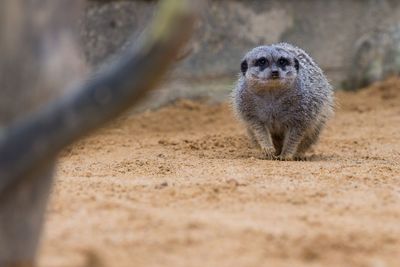 Meerkat on sand