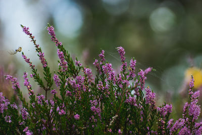 Close-up of pink flowering plants on field