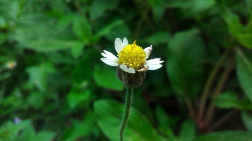 Close-up of white daisy flowers