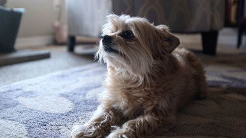 Close up of dog looking away at home