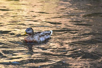 Duck swimming in lake