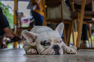 Dog lying down on floor at home