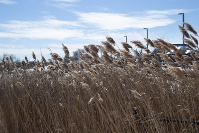 High angle view of stalks in field against sky