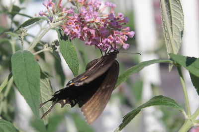 Close-up of butterfly on pink flower