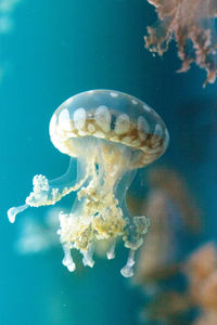 Close-up of jellyfishes swimming in sea