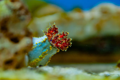 Close-up of coral in sea