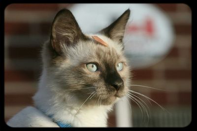 Close-up portrait of cat