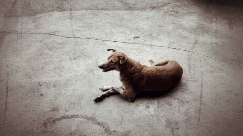 Cat playing on ground