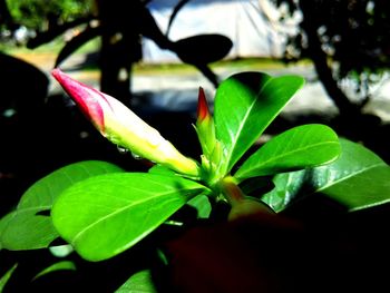 Close-up of fresh green leaves