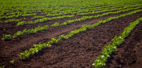 Scenic view of field