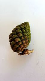 High angle view of pine cone against white background