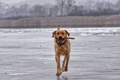 Portrait of dog at beach