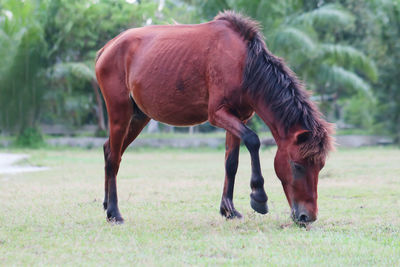 Horse grazing in a field