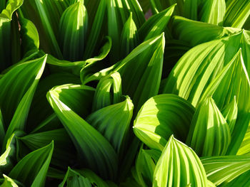 Full frame shot of fresh green leaves