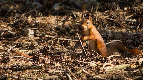 View of squirrel on land