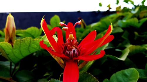Close-up of red rose flower
