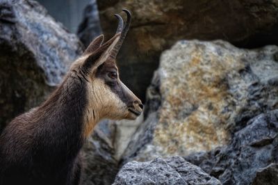 Close-up of giraffe standing on rock