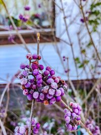 Close-up of purple flowering plants