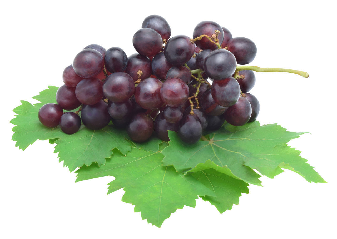 CLOSE-UP OF GRAPES IN VINEYARD