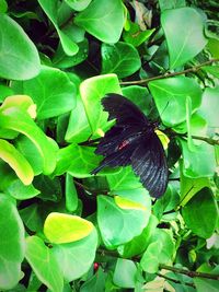 Close-up of butterfly on leaf