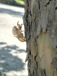 Close-up of insect on tree trunk