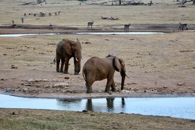 Horses in a river