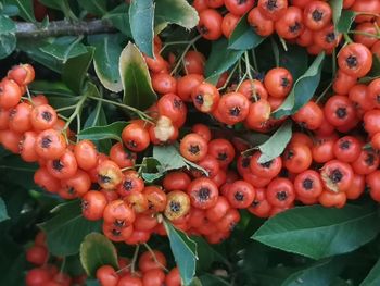 Close-up of red berries growing on plant