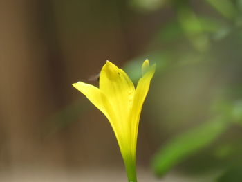 Close-up of yellow flowering plant