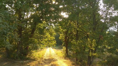 Sun shining through trees in forest