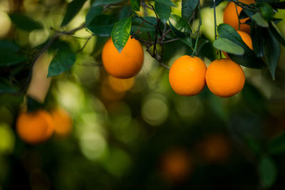 Close-up of orange fruits on tree