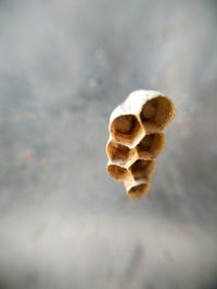 Close up of plant against blurred background