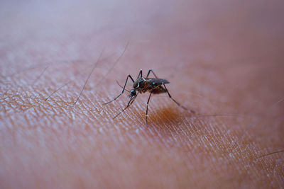 Close-up of insect on hand