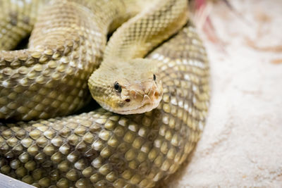 Close-up of snake