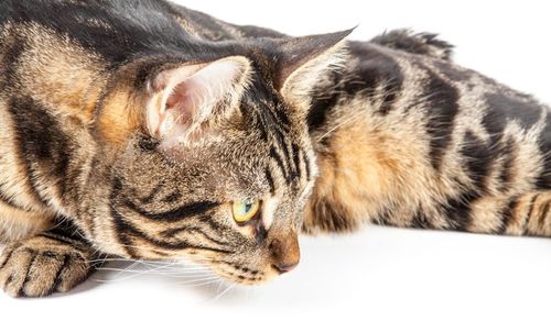 Close-up of cat