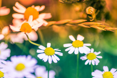 Close-up of yellow flowering plant