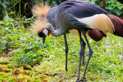 Close-up of crane perching on field