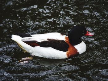 High angle view of duck swimming in lake